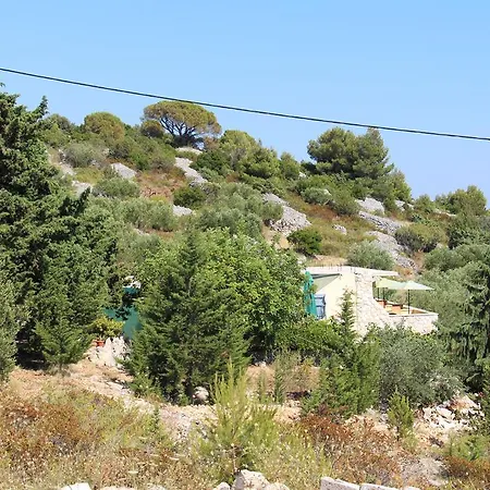 Pine Tree * Hvar Town